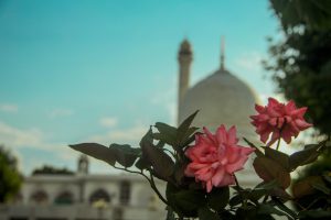 Fleurs roses avec en fond, vu sur une mosquée.